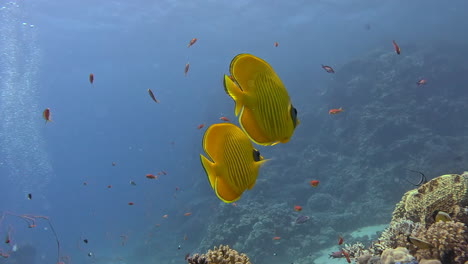 dos peces mariposa nadando en el arrecife de coral en el mar rojo