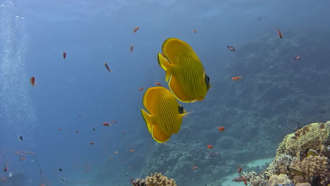 two butterfly fish swimming on the coral reef in the red sea