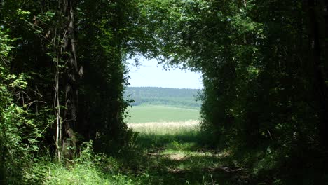 Waldrand-Verdun-Frankreich