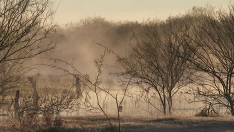 Zeitraffer-Von-Nebel-Auf-Einem-Teich-Mit-Enten