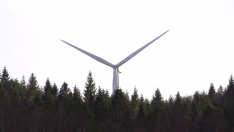 single wind turbine rotating behind treetops in lush green spruce forest - enercon turbine in gismarvik powerplant norway