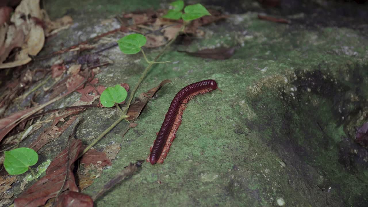 Milípede Gigante Asiático ou Milípede Vermelho Asiático rastejando nas folhas secas e rocha musgosa na floresta tropical.