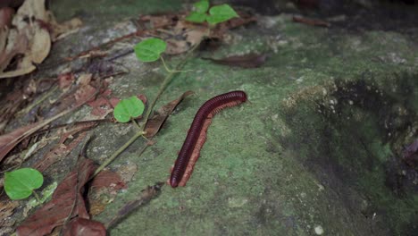 Asiatischer-Riesentausendfüßler-Oder-Asiatischer-Roter-Tausendfüßler,-Der-Auf-Den-Trockenen-Blättern-Und-Moosigen-Felsen-Im-Tropischen-Regenwalddschungel-Kriecht