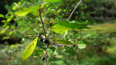 Slow-motion-leaf-with-blue-berries-in-forest