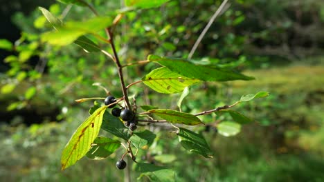 hoja de cámara lenta con bayas azules en el bosque