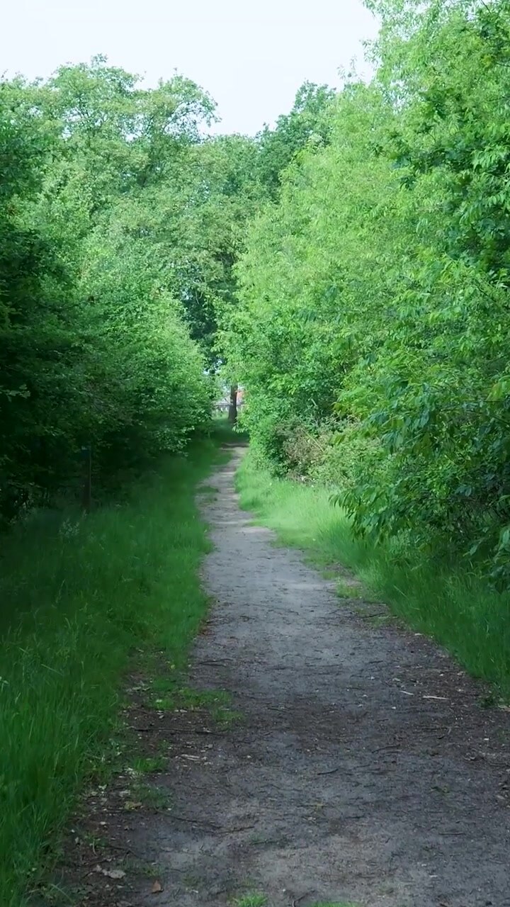 Narrow Dirt Path Through Lush Green Forest