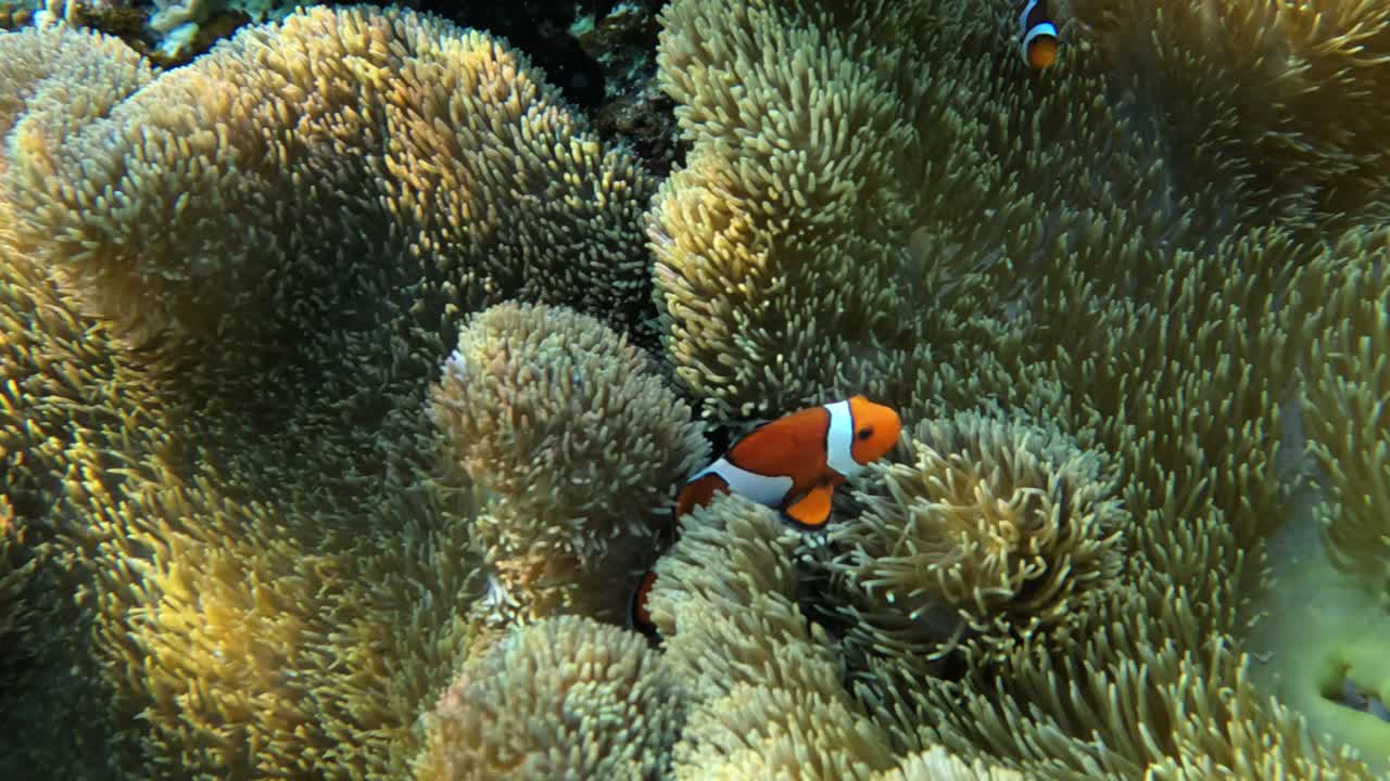 Simpatico pesce pagliaccio nascosto all'interno di un anemone in acque cristalline - Primo piano