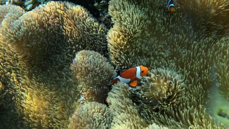 cute clownfish hiding inside an anemone in crystal clear waters - close up