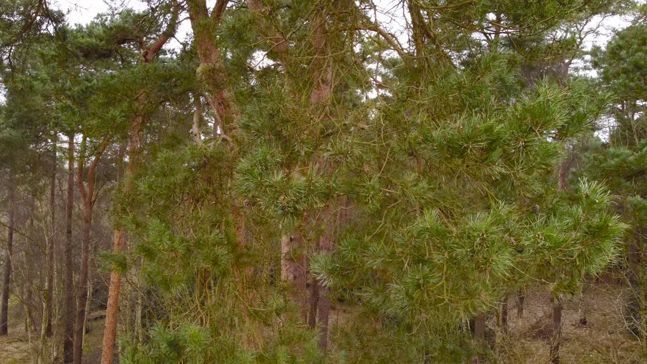 Vista ravvicinata della verde pineta con vegetazione densa a Thetford, Brandon, Regno Unito, di sera.