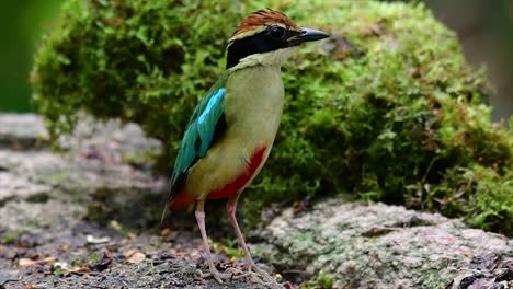 Uno-De-Los-Pittas-Más-Buscados-Y-Catalogado-Como-Una-Especie-Vulnerable