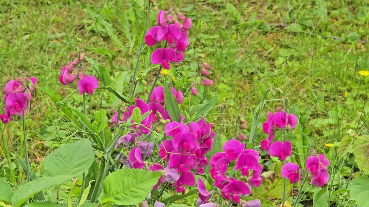 Wild sweet pea (Lathyrus latifolius) flowers swaying gently in summer meadow