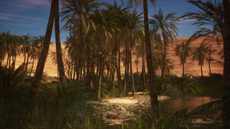 oasis en el desierto