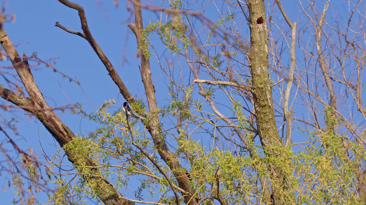 Witness purple martins soar and twist in crystal-clear slow motion.