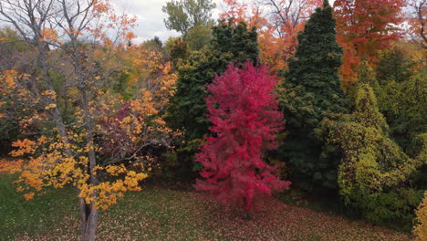 Hermoso-Sobrevuelo-De-Drones-De-árboles-Coloridos-Y-Durante-El-Otoño-En-Un-área-Suburbana