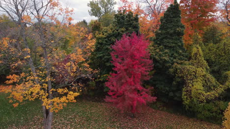 hermoso sobrevuelo de drones de árboles coloridos y durante el otoño en un área suburbana