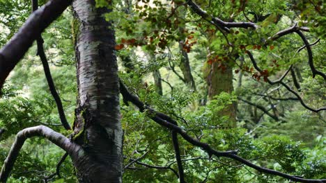 primer plano de un bosque selvático de color verde intenso con plantas y hojas tropicales