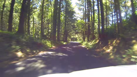 driving on the road and through the trees near ecola state park and cannon beach along the coastline of oregon