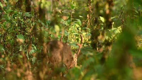 Indischer-Schweinehirsch,-Männlicher-Hirsch,-Der-Im-Dichten-Unterholz-Weidet