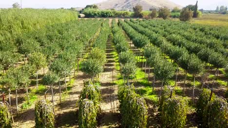 El-Dron-Saca-árboles-Frutales-Y-Plantas-Ornamentales-De-Un-Lado-Y-Gira-Para-Mostrar-Todo-El-Campo