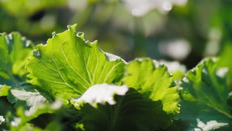 close up of lettuce's leaves