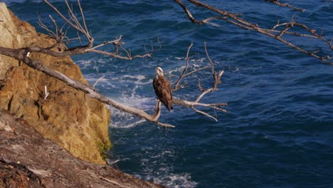 brahminy kite bird perch on dry branch of tree with sea waves in background - red-backed sea-eagle in point lookout, north stradbroke island, qld, australia