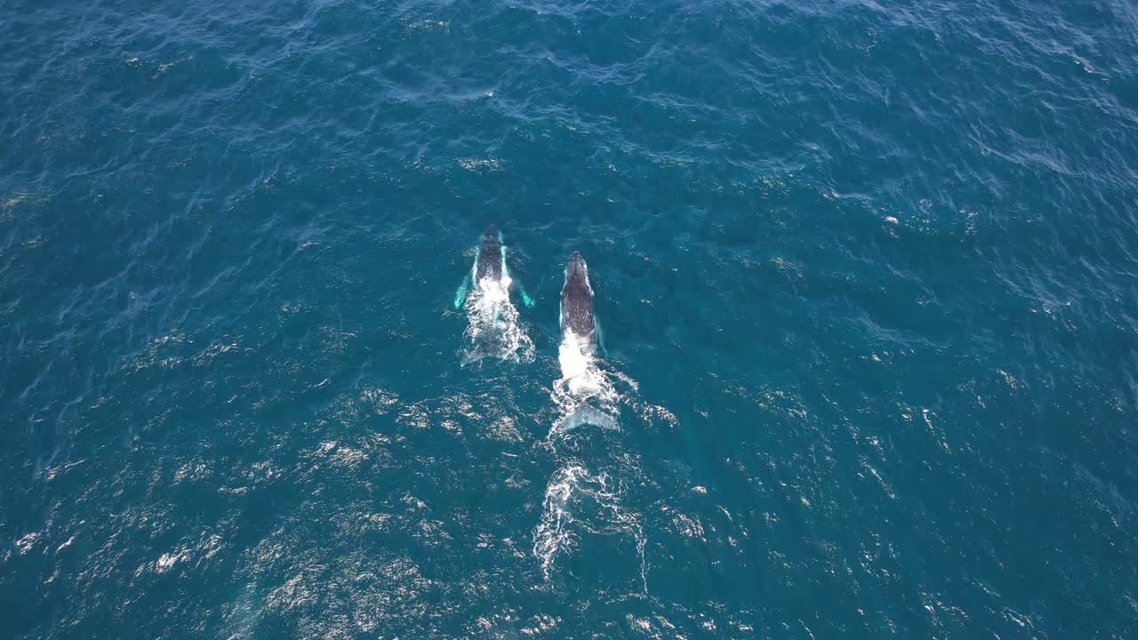 Humpback Whales Swimming And Breaching In The Sea
