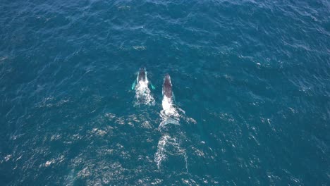 Humpback-Whales-Swimming-And-Breaching-In-The-Sea