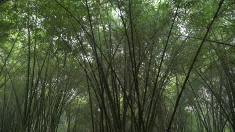 Motion-shot-of-deep-green-inside-forest