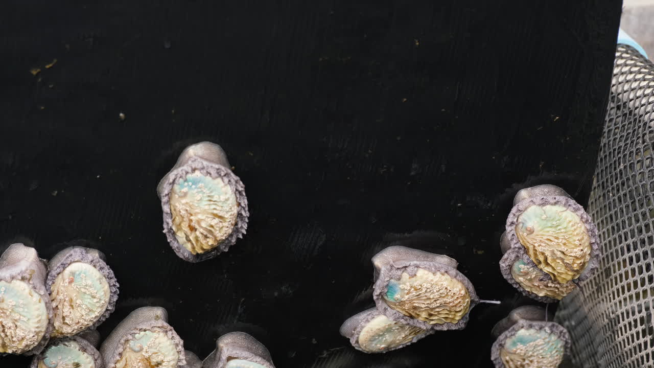 Close-up view of harvested abalone shells
