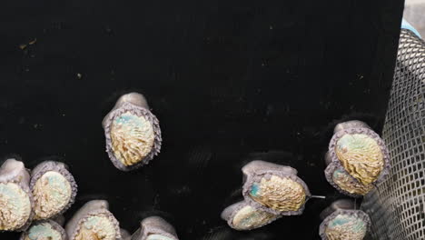 close-up view of harvested abalone shells