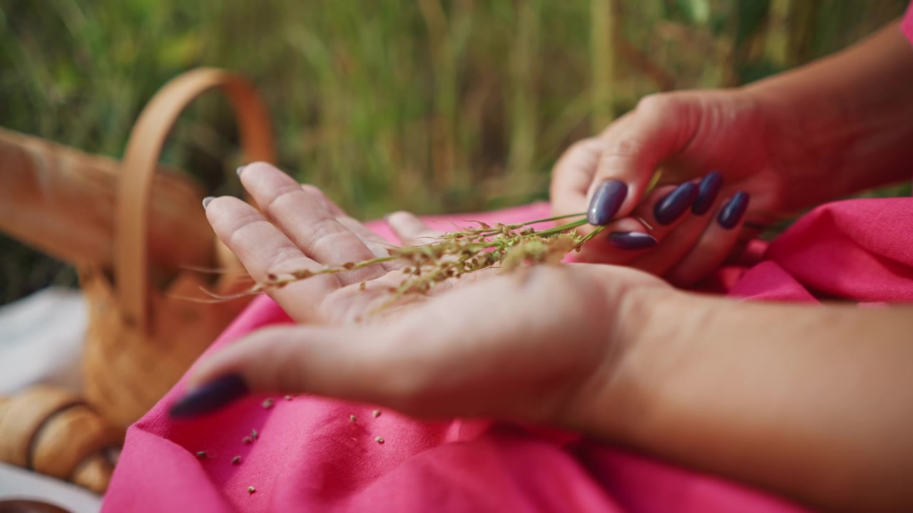 Tampilan dekat tangan dengan kutek biru tua memegang tangkai gandum di atas kain merah muda. Latar belakang menampilkan tanaman hijau yang buram dan keranjang kayu yang mengisyaratkan suasana luar ruangan. Cahaya alami yang lembut.