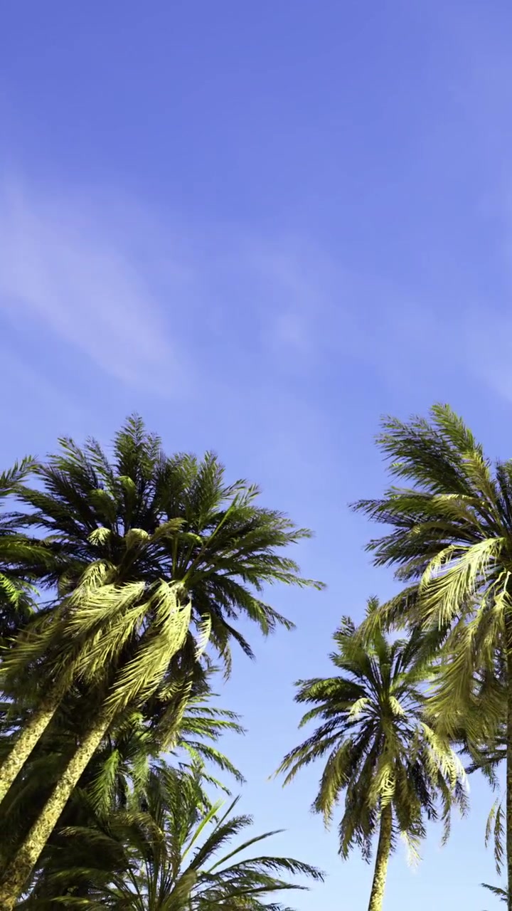 Le palme ondeggiano sotto un cielo azzurro e limpido durante una calda giornata di sole.