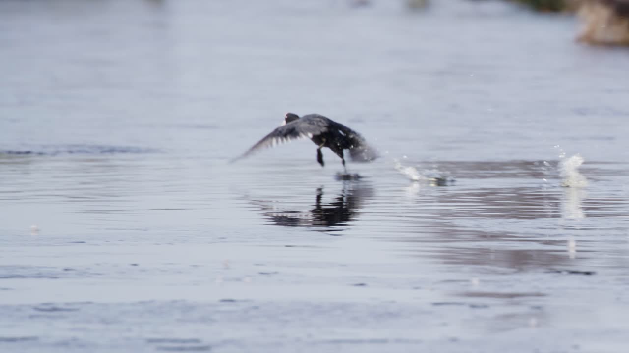 호수를 가로질러 날아가는 새의 클로즈업 샷, 새가 날아가면서 거위, 오리 및 기타 철새 떼를 드러내기 위해 패닝