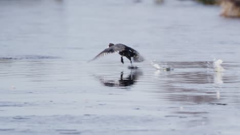 Close-up-shot-of-a-bird-taking-flight-across-a-lake,-panning-up-as-the-bird-flies-away-to-reveal-flocks-of-geese,-ducks-and-other-migratory-birds