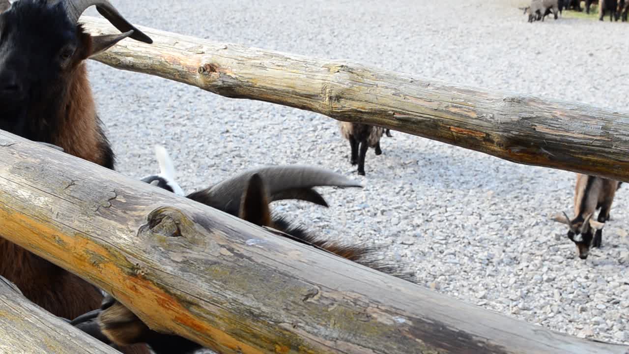 Capre in una fattoria. Riprese di animali