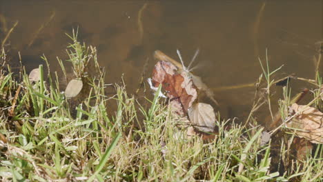 Medium-wide-video-of-a-dragonfly-drinking-water-out-of-a-pond-next-to-the-shore