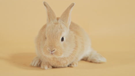 single ginger baby bunny rabbit wiggling its nose on a backdrop - close up static shot