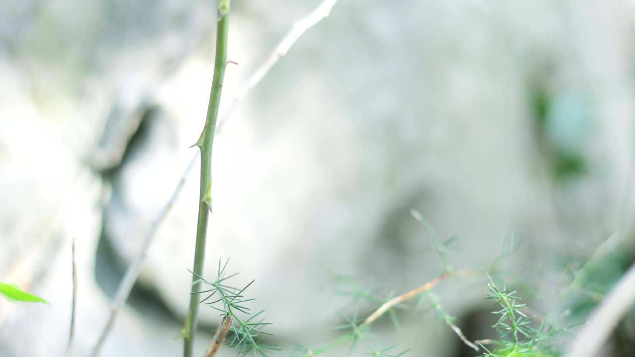 숲에서 야생 아스파라거스를 모으는 것