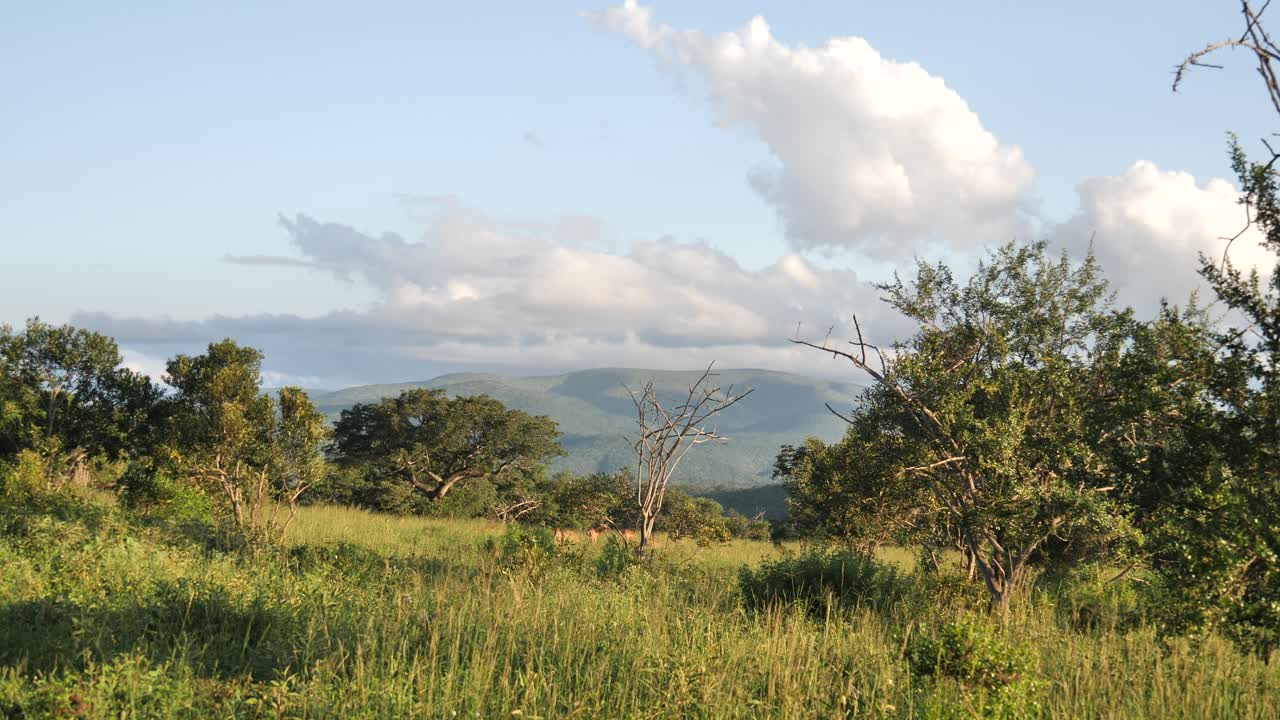 viento que sopla a través de una sabana africana con un fondo de cielo azul