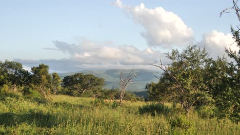 wind blowing through an african savannah with a blue sky background