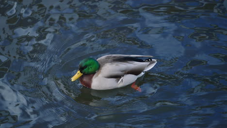 close-up of male mallard duck with stunning color swimming in a river - slow motion