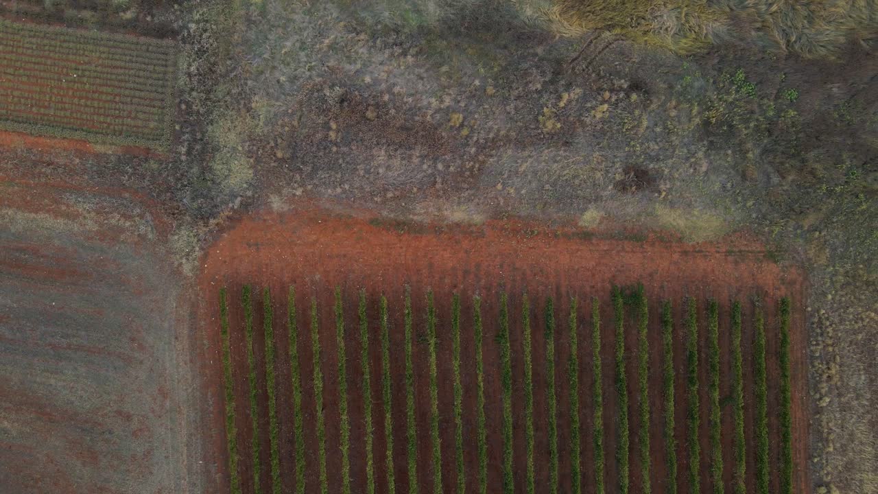 revelando clip de drone 4k sobre el campo y viñedos cerca del pueblo choristi, en drama, grecia