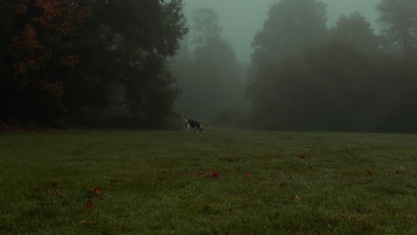 foggy day in the park playing with the dalmatian dog