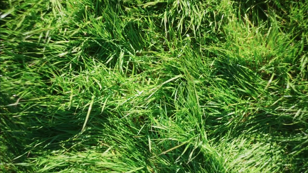 Textures d'herbe doucement éclairée par le soleil remplissant le cadre avec une faible profondeur de champ et un vert tendre.