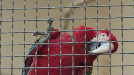 a scarlet macaw biting on the fence of its enclosure at a zoo