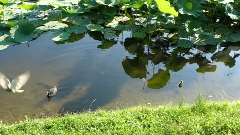 slow motion of white pigeon flying in front of lake with coots and water lilies