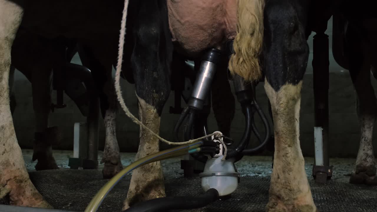 in turchia, paesi del medio oriente, cura delle mucche, mungitura, foraggio, vita agricola, latte di mucca