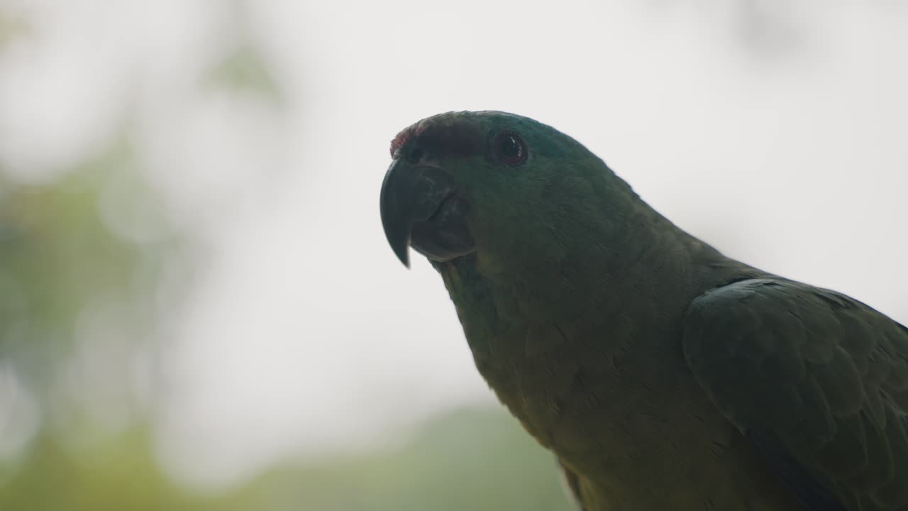 loro festivo amazónico en la naturaleza preservada en la selva tropical de ecuador, américa del sur