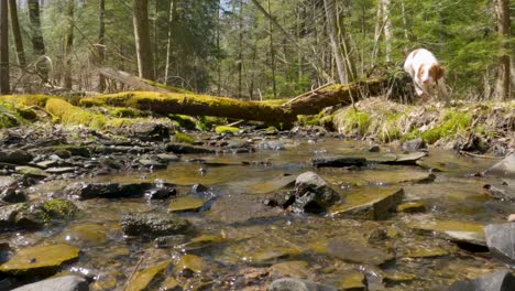 dog running and splashing through wooded stream