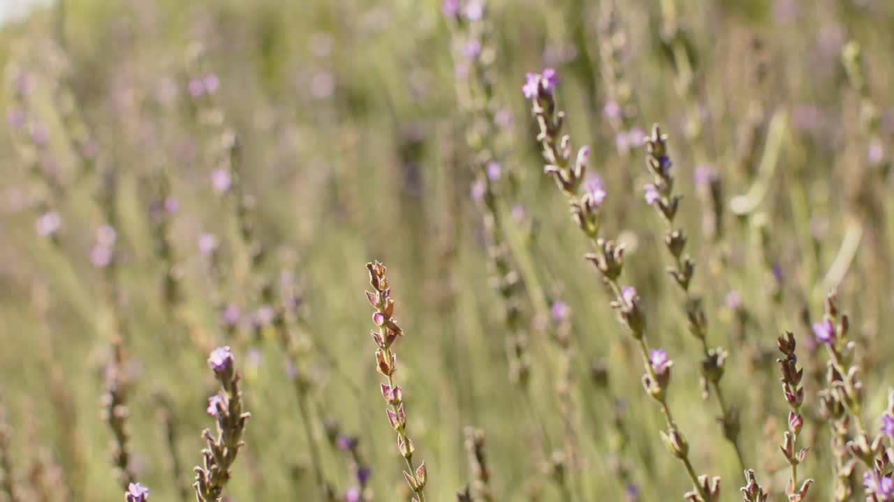 primer plano de las plantas en un jardín soleado, cámara lenta